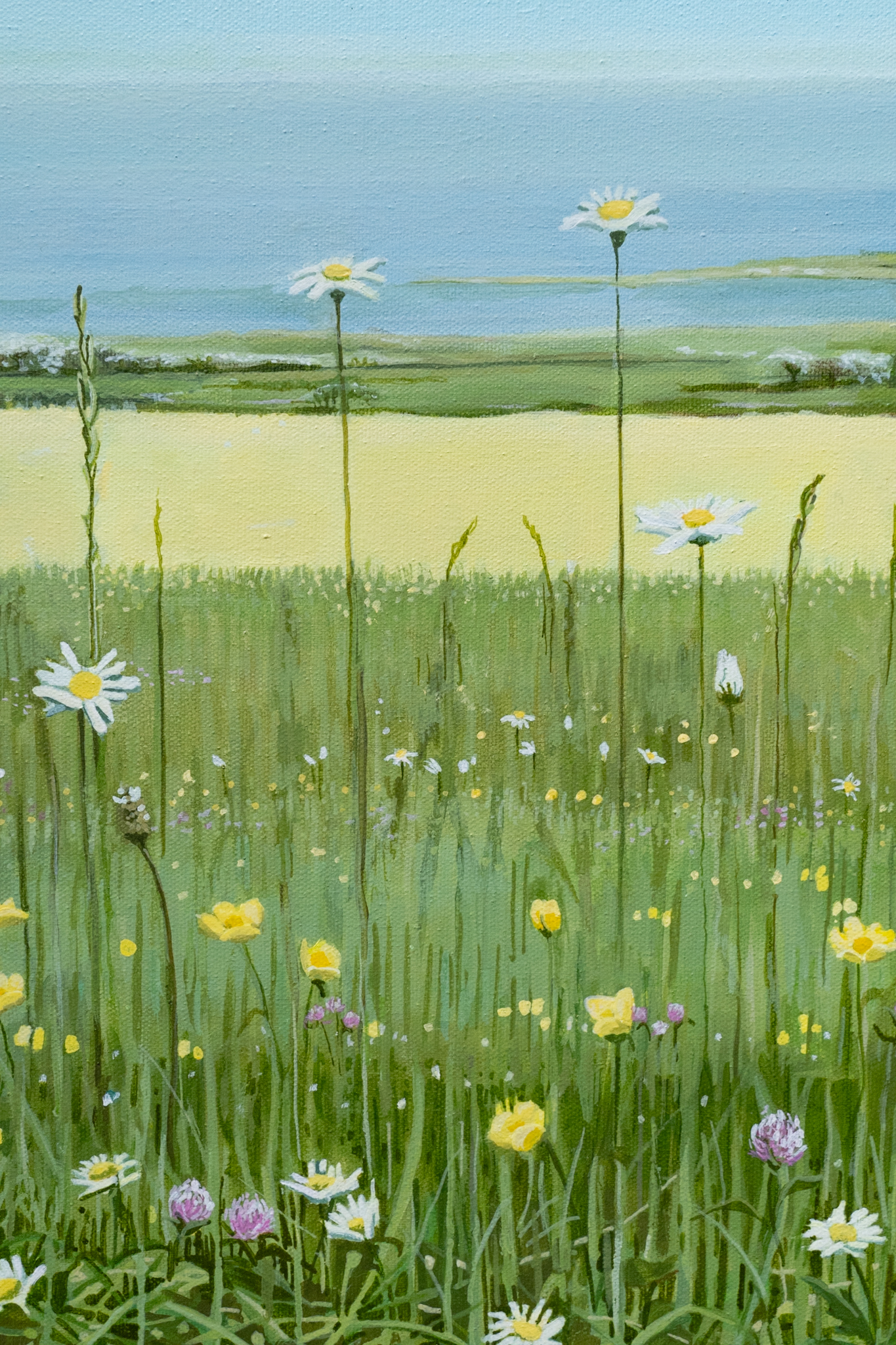 Ruth Wood original Irish art beautiful painting flowers wild flower meadow late summer querrin co Clare visit clare Querrin Co Clare Ireland West of Ireland flowers field of flowers framed painting oil painting Irish Interiors Kilbaha Gallery