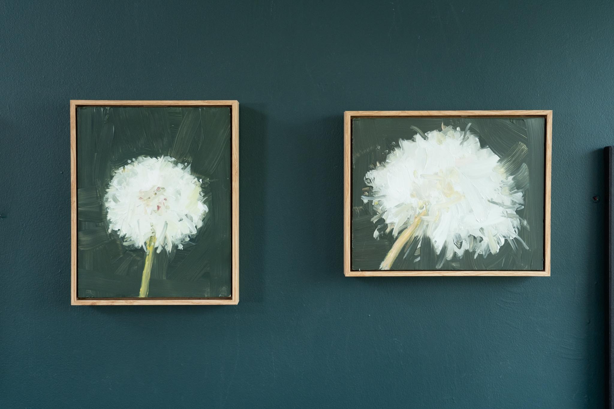 Kaye Maahs Beautiful dandelion lifecycle RHA RA London Irish artist Original Irish art beautiful collectable work Ireland painting artist Ireland Interiors contemporary homes modern spaces Kilbaha Gallery flowers