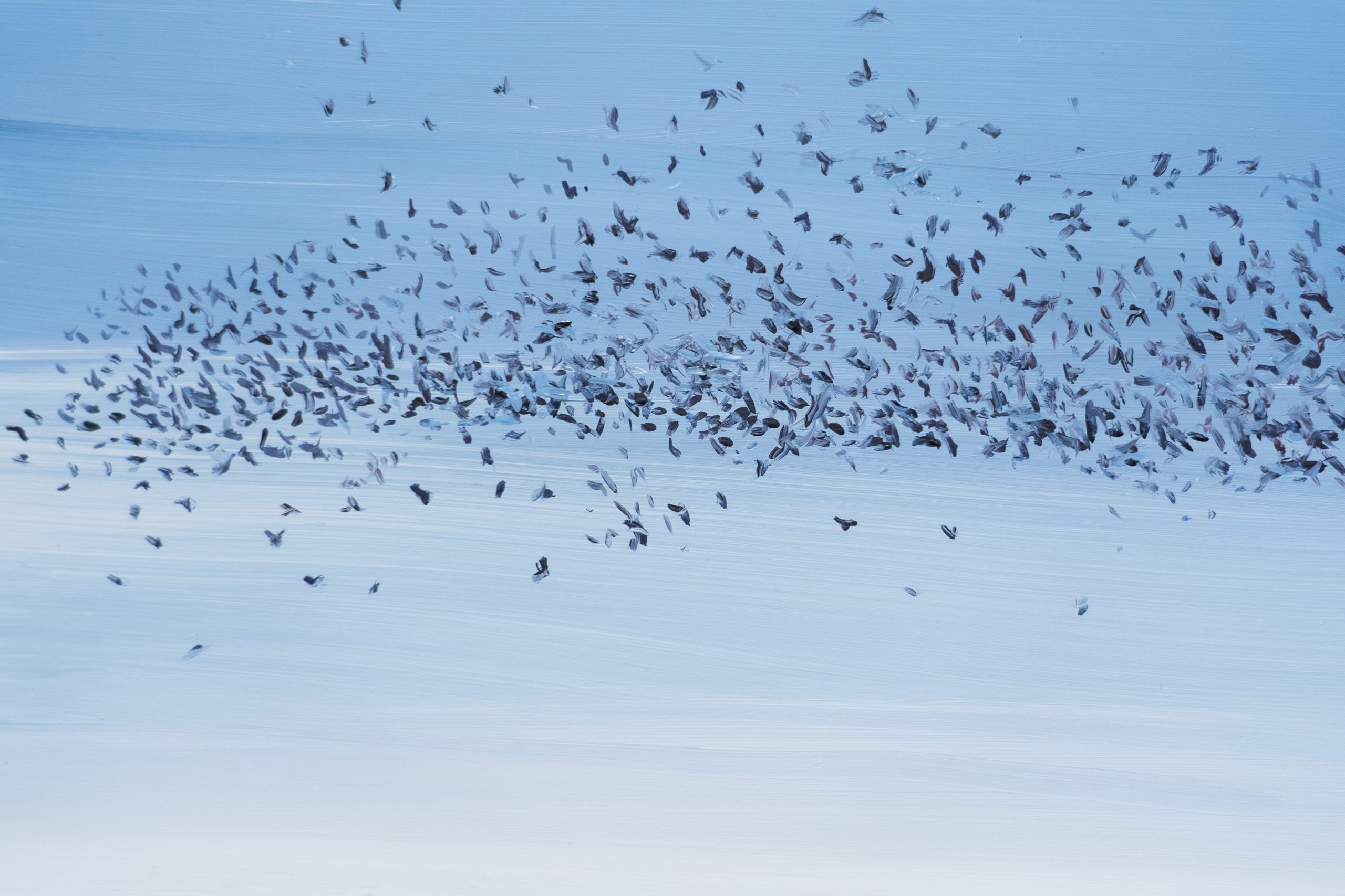 Kaye Maahs oil painting beautiful painting horizon sky and sea black rocks beach seascape kilbaha gallery ladybugs birds bees animals interiors