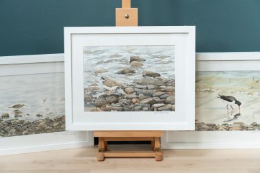 Common Ringed Plover - Watercolour